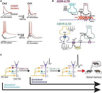 Hippocampal area CA2: interneuron disfunction during pathological states